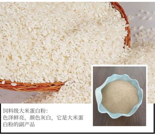 饲料级大米蛋白粉的生产工艺及产品的利用价值
